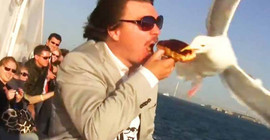 Yemeğinizi kaptırmak istemiyorsanız martılarla göz teması kurun