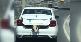 Kurbanlık koçu otomobilin bagajında taşıdı