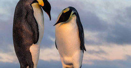 Dev penguenlerin fosilleri bulundu