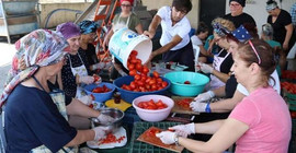 Kooperatif üyesi kadınlar, domates konservesiyle üretime başladı