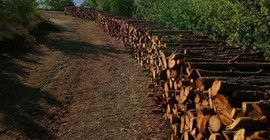 Türkiye’nin ilk milli parkında ağaç katliamı