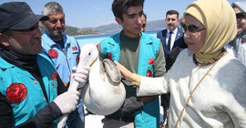 'İlk kez bir pelikana dokundum'