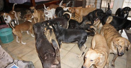 Dorian Kasırgası: Bahamalar'da bir kadın evini 97 köpeğe açtı