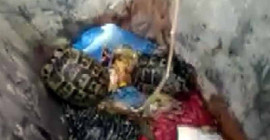 Adana'da kaplumbağaları çöpe attılar