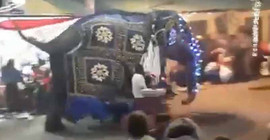 Sri Lanka'da filler kalabalığın arasına daldı