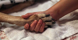 Norveç'te 'gizemli' hastalık, köpeklerin hayatına mal oluyor