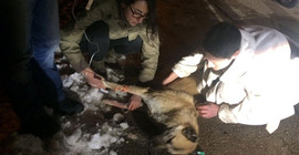 Kedi ve köpekleri zehirleyen doktora 5 yıl hapis cezası