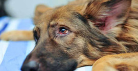 Belçika'da hasta köpeğe bakım için alınan rapor tartışma yarattı