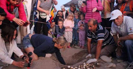 3 bin 640 yavru caretta caretta denizle buluştu