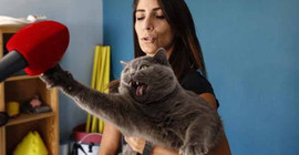 Obez kedi, egzersiz ile 4,5 kilo verdi