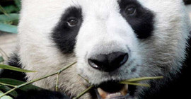 Çin'den Panda Çuang Çuang'ın ölümü için soruşturma