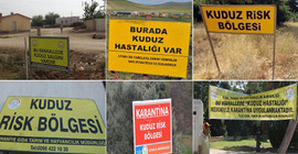 Tarım ve Orman Bakanlığı raporu: Kuduz vakalarında tehlike tırmanıyor