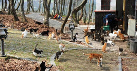 Samsun'da 'Kedi Kasabası', 400 kedinin ihtiyaçları karşılanıyor