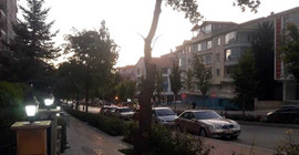 İş yerinin önündeki iki ağacı kesti, 49 bin lira ceza yedi