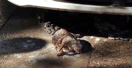 Motorda çıkan yangında ikisi yavru üç kirpi hayatını kaybetti
