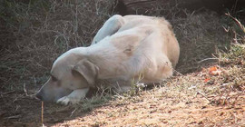Yangında yavruları ölen köpek, olay yerinden ayrılmadı