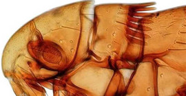 Yeni keşfettiği pire türlerine kızlarının isimlerini verdi