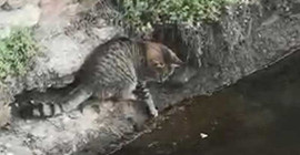 Kedinin balığı avlama anı kamerada