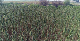 ABD'den gelip Türkiye'de kenevir yetiştiriyorlar: Çiftçiye örnek olmak istiyoruz