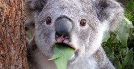 Avustralya'da yangın: Yüzlerce koala can vermiş olabilir