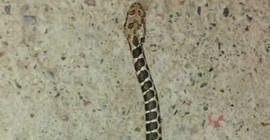 Musluktan yılan çıktı