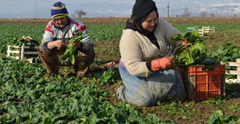 2 bin 500 dönüm ekili ıspanak tarlada kaldı