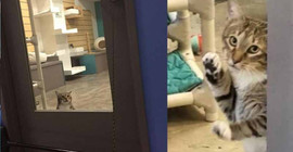 ABD'de bir kedi diğer kedilerin kafeslerini açtığı için tecrite alındı