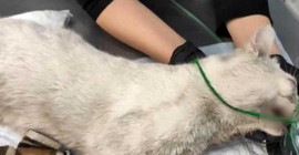 Dişleri sökülen kedi tedavi altına alındı