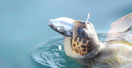 Validen balon balığı yiyen Caretta Caretta paylaşımı