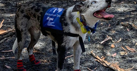 Koalaları yangından kurtarmak için eğitilen köpek Bear işbaşında