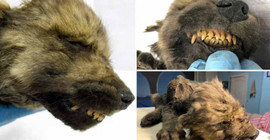 18 bin yıllık hayvan cesedinin köpek mi kurt mu olduğu belirlenemedi