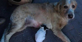 Annesinin dışladığı yavru kediyi, 'Tarçın' köpek sahiplendi