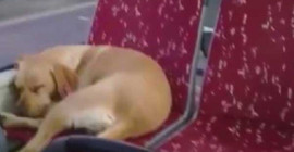 Beşiktaş'ta otobüse binen köpek koltukta uyuyakaldı