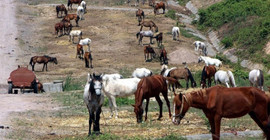 Büyükada karantinaya alındı: 81 at itlaf edildi