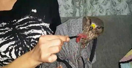 Yaralı şahine hayvanseverler sahip çıktı: Ateşli silahla vurulmuş