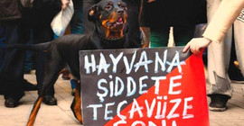 Hırsızlık için köpekleri zehirleyip döverek öldürdüler