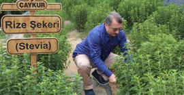 16 milyon boşa gitti: Çaykur'un stevia macerası başlamadan bitti