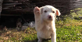 Yağmur kanalına giren köpek kurtarıldı