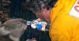 Yangından kurtulan koala, şişeden su içerken boğularak öldü