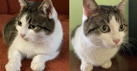 ‘Doğaüstü güçleri olan’ bir kedi 320 bin dolara satışa çıkarıldı