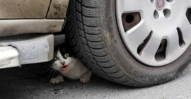 Araca sıkışan kedi kurtarıldı