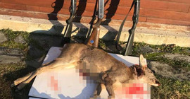Kırklareli'nde karacaları avlayanlara 25 bin lira ceza