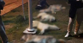16 köpeği zehirleyen 3 kişi için 10'ar yıl hapis