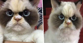 Yeni 'Huysuz Kedi'ye Tayvan'dan aday