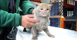 Depremde yaralanan kedi Antalya'ya ulaştı