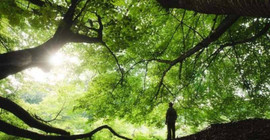 50 yıl içinde türlerin yüzde 20'si yok olabilir