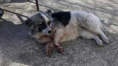 Tavuklarına zarar verdiğini iddia ettiği köpeği tüfekle vurdu