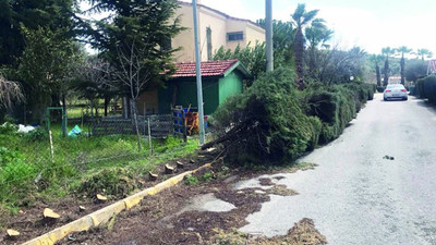 Urla kayyımı yola taştı gerekçesiyle ağaçları kestiriyor