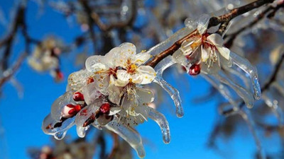 Meteorolojiden pazartesi itibariyle don uyarısı