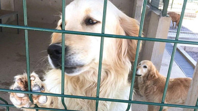 Evcil hayvanlar koronavirüs nedeniyle sokağa terkediliyor